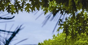 Property Into Perspective at Villas at Pine Hills, Manorville